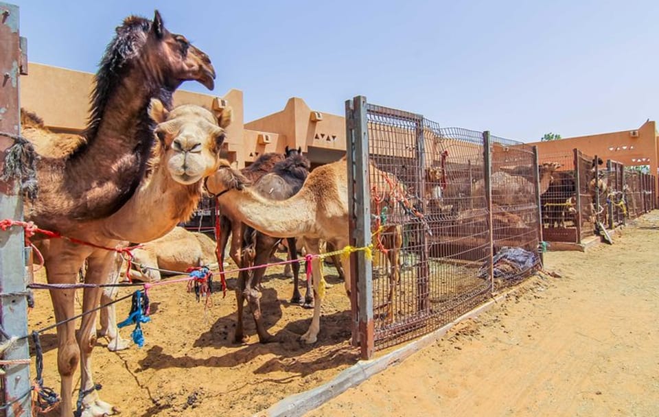 Al Ain City Cultural Tour with Lunch from Dubai