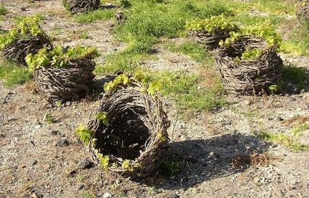 Santorini Wine Tasting and Vineyard Tour with Local Guide