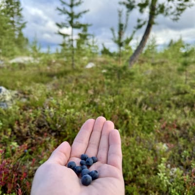 Aito Lapin Luontoelämys Porotilalla - Image 2