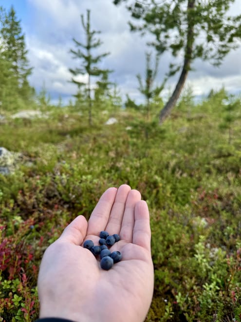 Reindeer, Berries & Fire: An Authentic Lapland Nature Experience