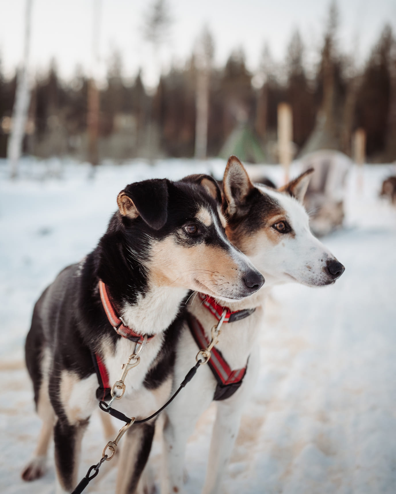 Huskies at StayLapland’s Kuoksa Husky & Snowmobile Adventure in Rovaniemi, prepared for the ride.