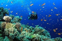 Scuba Diving and Snorkeling Trip in Side 8