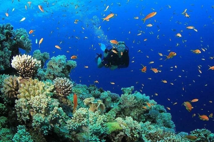 Scuba Diving and Snorkeling Trip in Side 8
