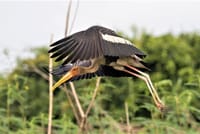 Prek Toal Birds Sanctuary & floating Village Private Tours from Siem Reap 8