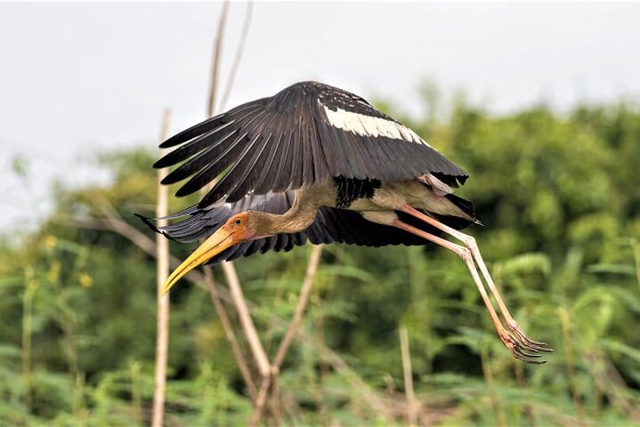 Prek Toal Birds Sanctuary & floating Village Private Tours from Siem Reap 8