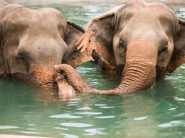 Half-Day Wildlife Reserve Elephant Sanctuary in Samui