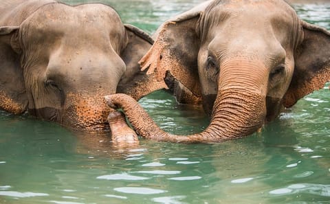 Koh Samui: Half-Day Etihcal Elephant Observation Tour