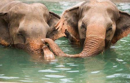 Pattaya’s Ethical Choice: Elephant Sanctuary Visit