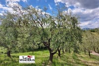 Olive trees