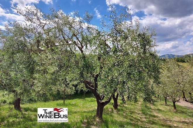 Olive trees