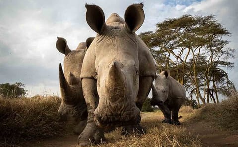 Two-Day Safari Adventure in Ol Pejeta Conservancy, Kenya