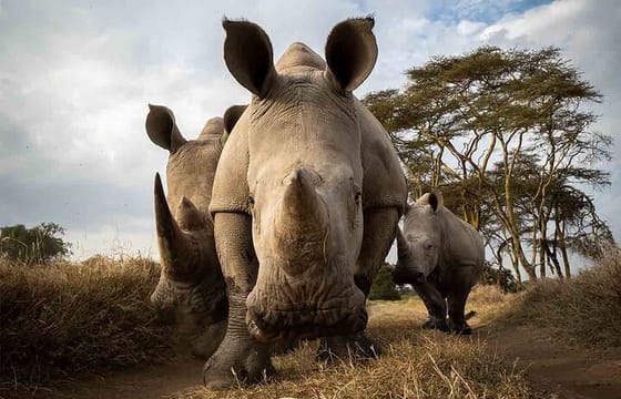 2 Days Safari to Ol Pejeta Conservancy