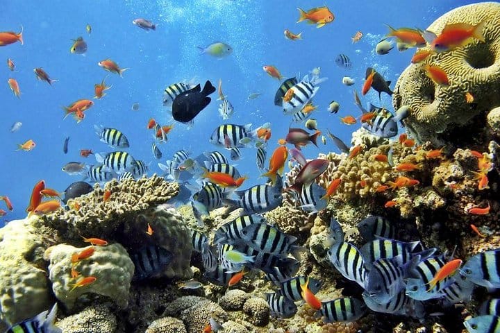 Marsa-Alam Snorkeling day trip Nefertari Cruise