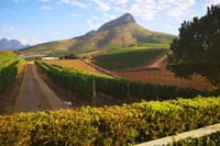Vineyards outside Stellenbosch in the mountains