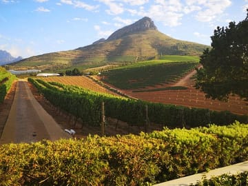 Vineyards outside Stellenbosch in the mountains