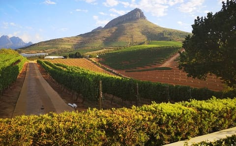 Private Guided Tour of Cape Winelands from Cape Town