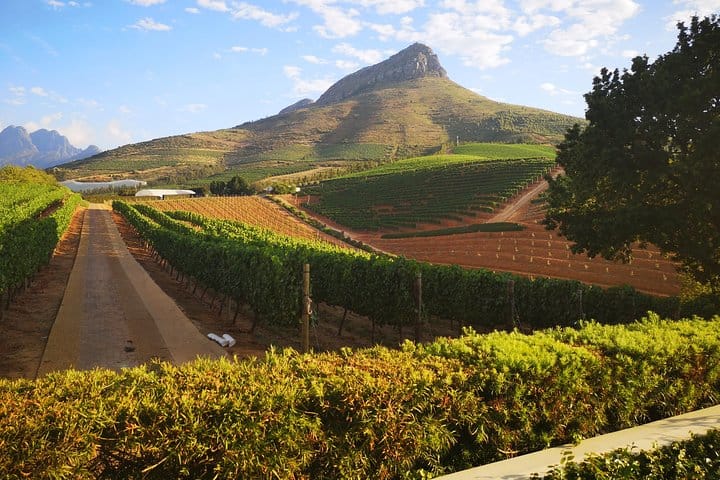 Vineyards outside Stellenbosch in the mountains