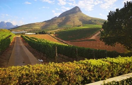 Private Guided Tour of Cape Winelands from Cape Town
