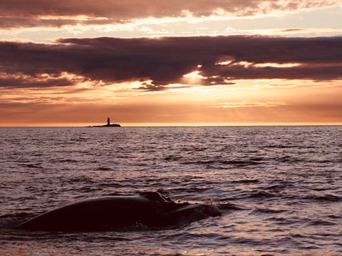 Midnight Sun Whale Watching, photo 2