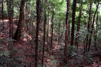 Bird watching & trekking in Udawatta Kele Sanctuary 8