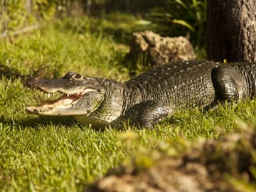 Everglades Airboat Ride and Wildlife Show Admission Ticket