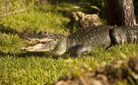 Everglades Airboat Ride and Wildlife Show Admission Ticket