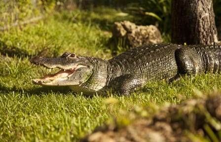Everglades Airboat Ride and Wildlife Show Admission Ticket