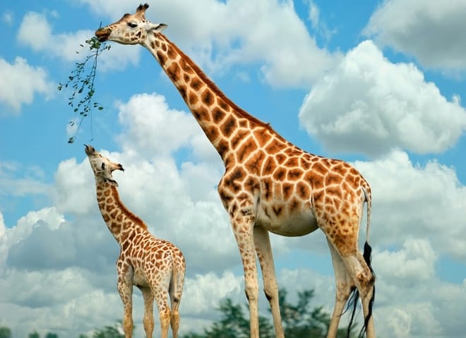 Giraffe Center Half-Day Trip from Nairobi 9