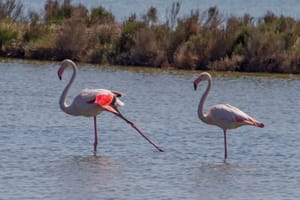 Po Delta Park: guided excursion into protected nature