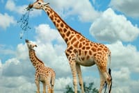 Giraffe Center Tour