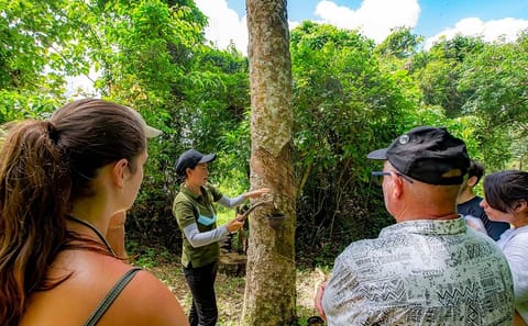 2 Hours Phuket Ethical Elephant Nature Park Visit