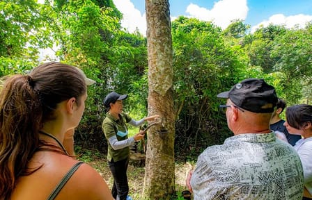 Phuket: Walk and Feed Ethical Elephant Nature Park Visit