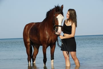 Premium 3 Hours Horse Riding Adventure with Swimming – Hurghada