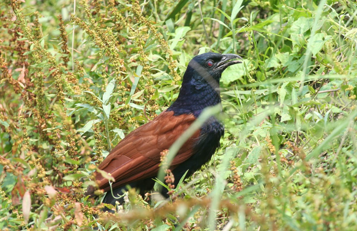 19 Days Mera Peak Climbing & Expedition – One Life-Changing Himalayan Adventure