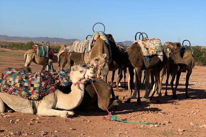 Agafay Desert Camel Ride - Half Day Trip - private tour  2