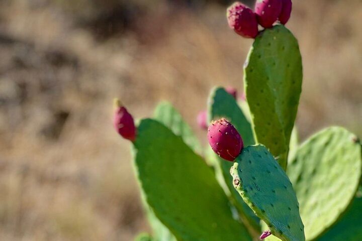 Shared Porto wine Tour By Minivan And Train