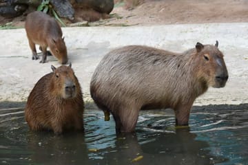 Skip the line: Pattaya :Khao Kheow Open Zoo Tickets