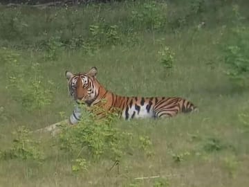 Bangalore to Bandipur National Park with Mysore Highlights Tour