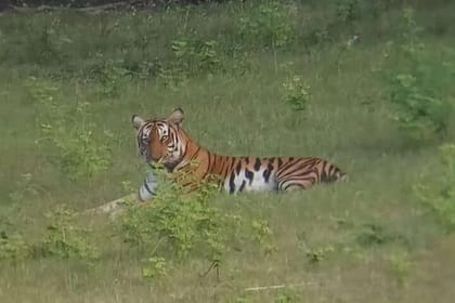 Bangalore to Bandipur National Park via Visiting Mysore