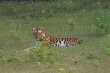 Bangalore to Bandipur National Park with Mysore Highlights Tour