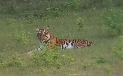 Bangalore to Bandipur National Park with Mysore Highlights Tour