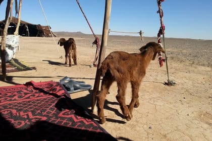 Shared 4 days desert tour from Fes to Marrakech via Merzouga