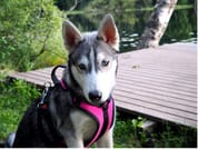 Day With the Huskies - Train and walk with our dogs 5