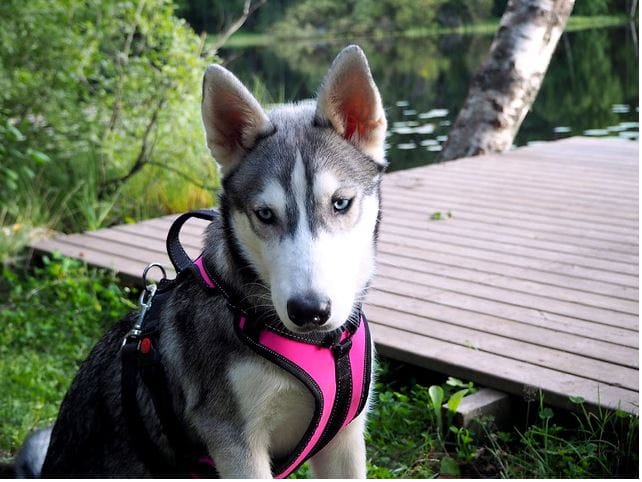 Day With the Huskies - Train and walk with our dogs 5