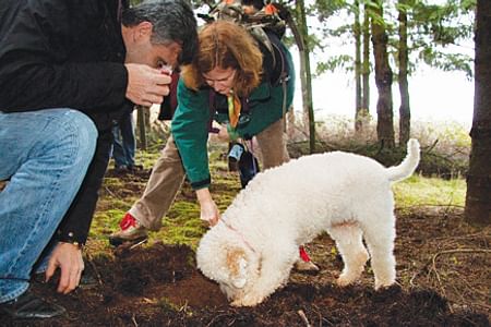 Truffle Hunting & Wine Tasting Tour in Chianti with Lunch in Tuscany