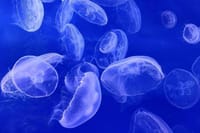 Dubai Aquarium + underwater Zoo &amp; Penguin Cove