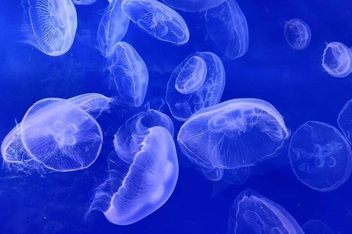 Dubai Aquarium + underwater Zoo & Penguin Cove