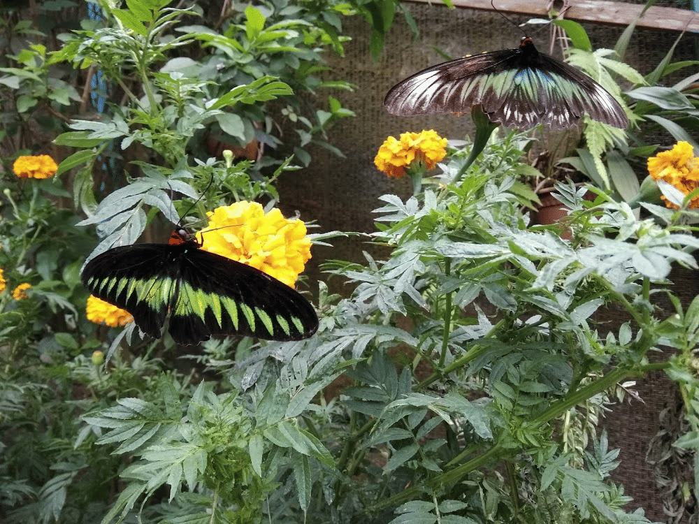 Cameron Highlands Tour
