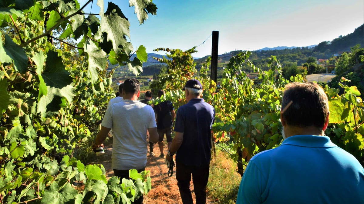 GREEN WINE: Private Tour with Guimarães or Amarante from Porto