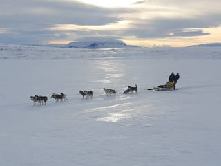 Siberian Husky Dog Sledding, photo 14